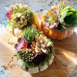 Mini Pumpkin Succulents
