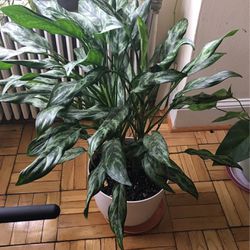 Plants Indoor / Outdoor ( Living And Healthy Plant)