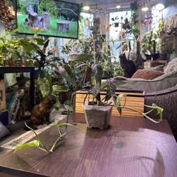 Epipremnum Pinnatum Albo