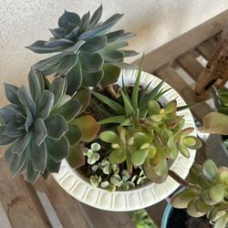 Assorted Succulent Arrangements 