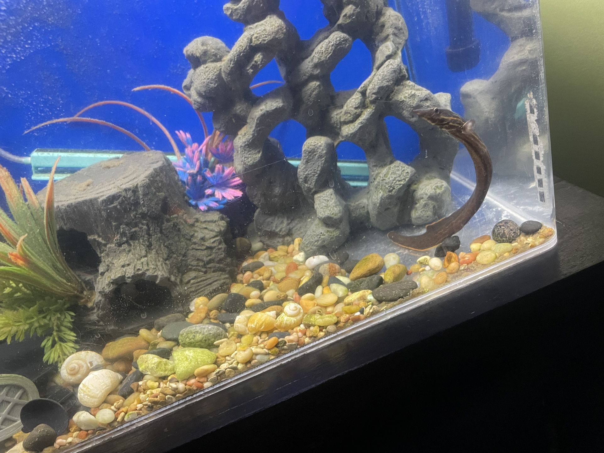 Aquarium 