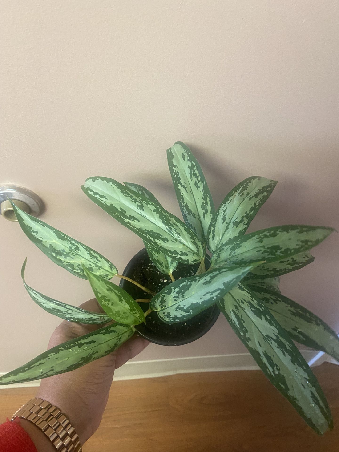 Aglaonema Chinese Evergreen plant ( silver queen) in 4” pot