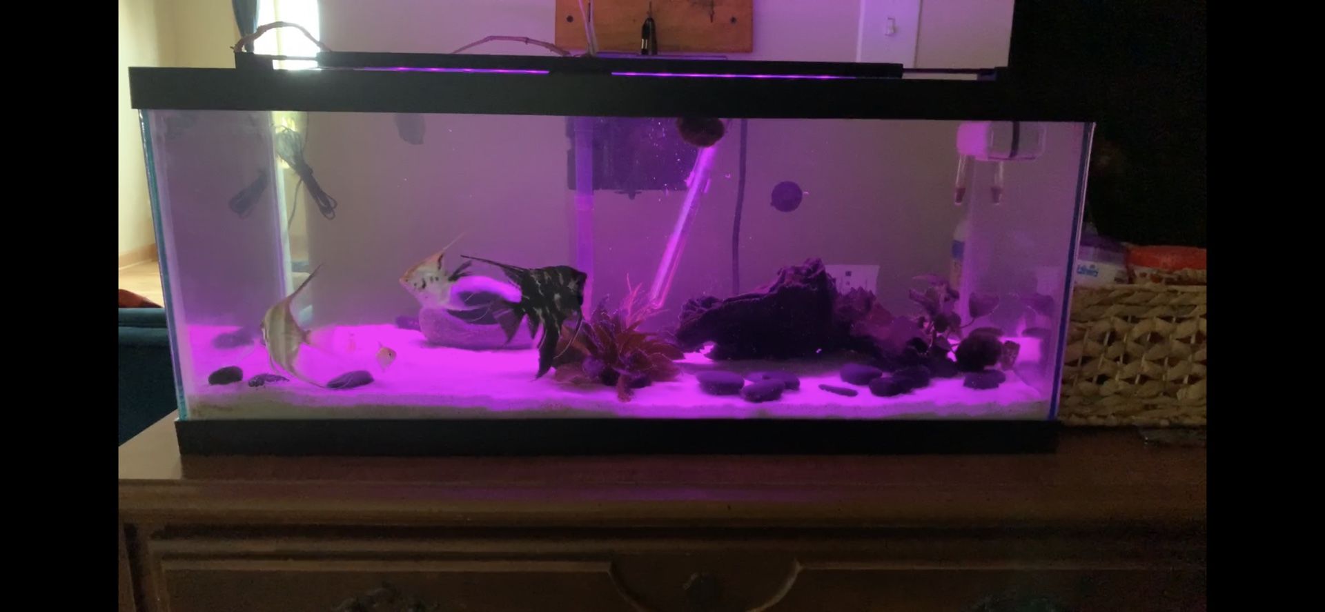 20 gallon long aquarium tank