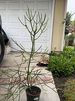 Plant