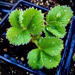 STRAWBERRY PLANTS ORGANIC 💯 ALBION EVERBEARING