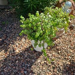 Healthy Elephant Food Plants In 10in Pots