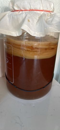 SCOBY and kombucha starter tea