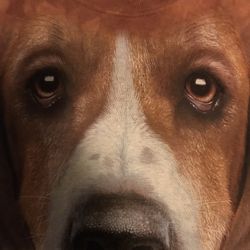 Hound T-shirt Size Medium New 