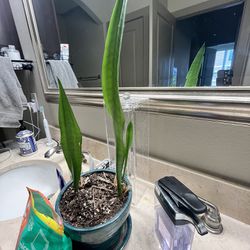 Snake Plant  With Pot