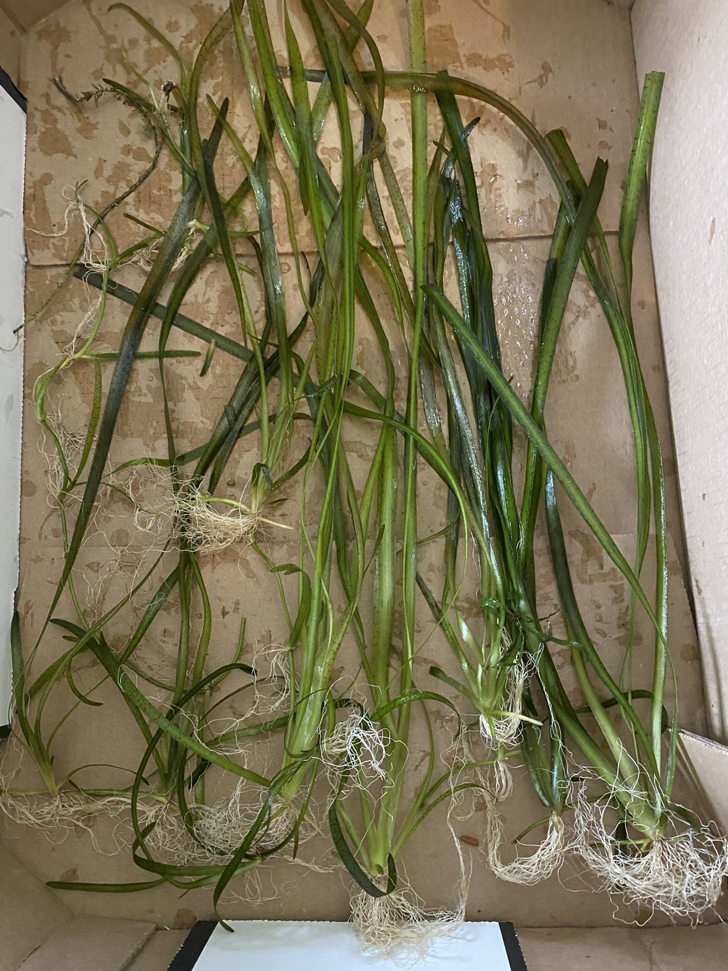 Aquarium Plant - Vallisneria "Jungle Val"