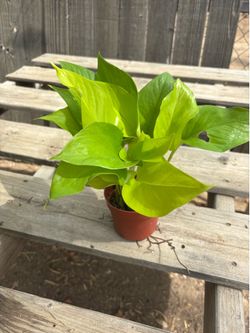 Neon Pothos, $10 each