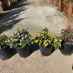 Lantana