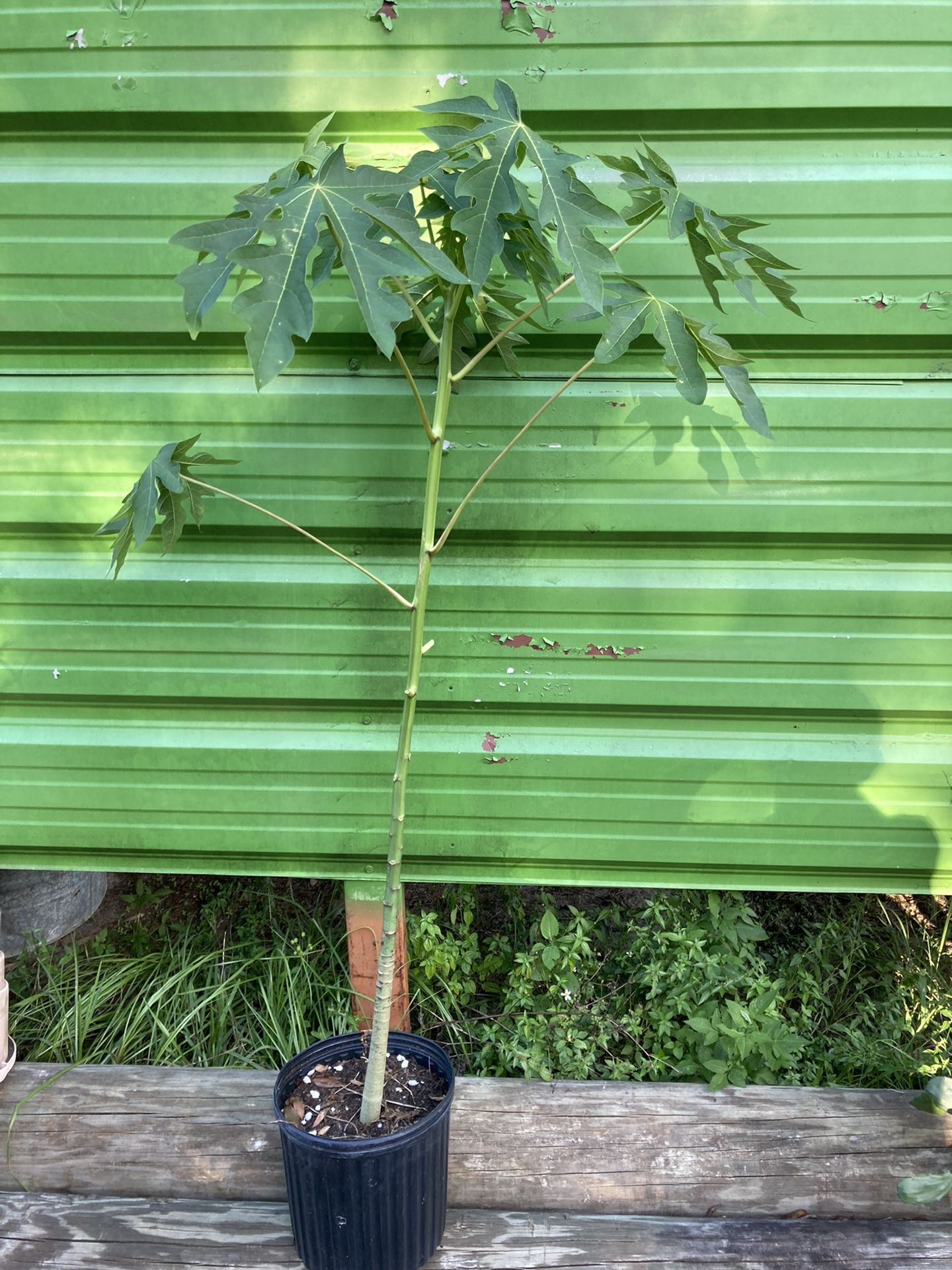 Papaya tree