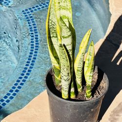 Snake Plant