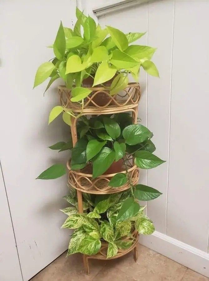 Lush Trailing Neon Lemon Lime/ Global Green/ High  Variegation  Variegated Pothos Money Plant/ House Plant/ Indoor Plant/ Flower Patio Garden