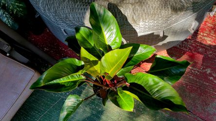 Mature Congo Rojo Philodendron