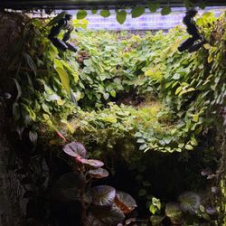 Bioactive Vivarium