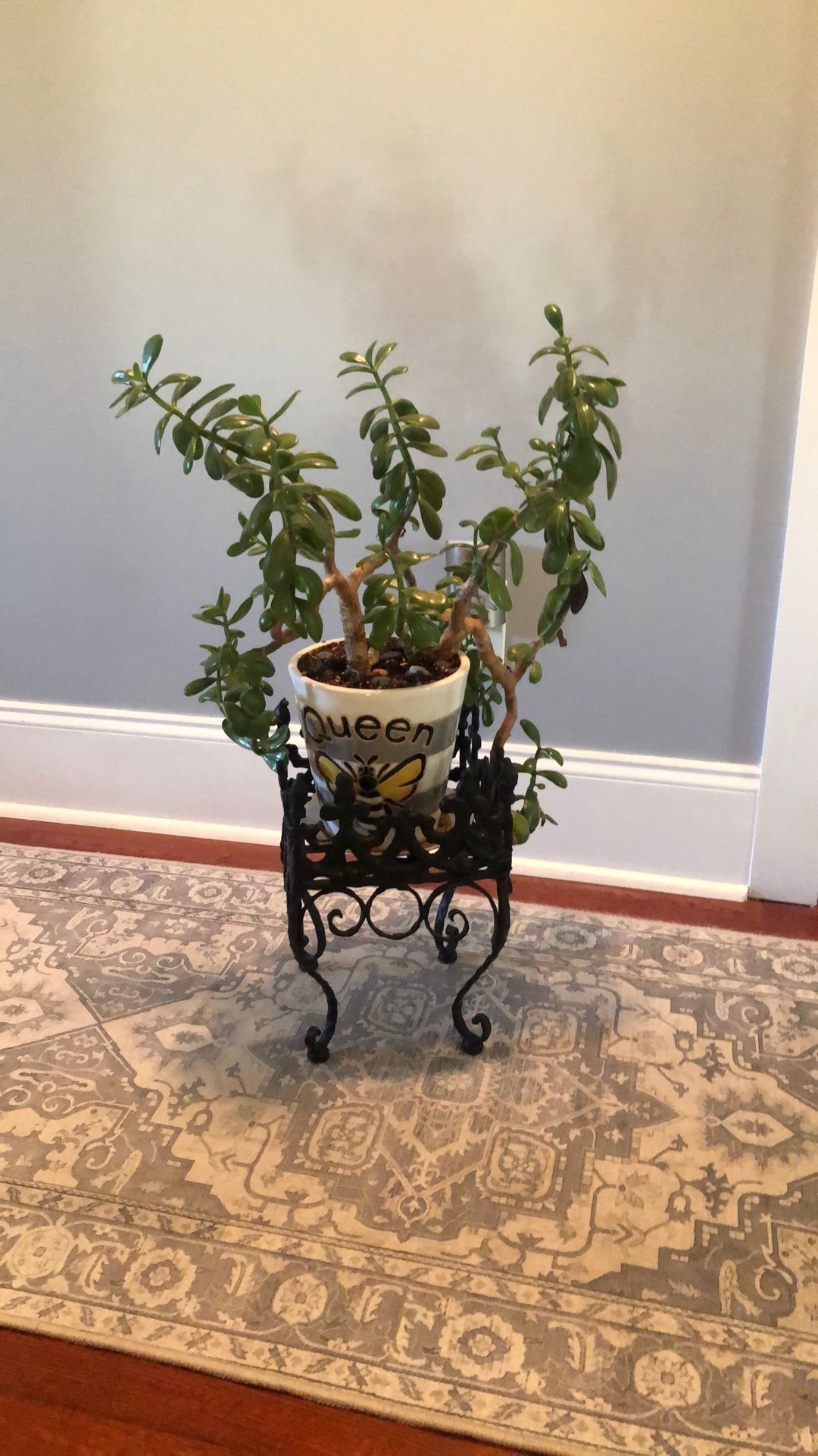 Live Jade Plant