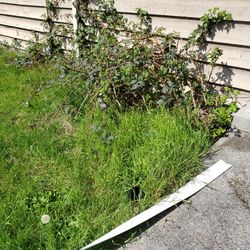 Free Blackberry Bush