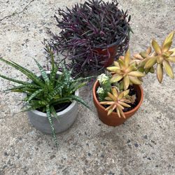 Bundle Of 3 Plants (3x $8)
