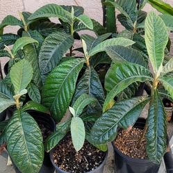 Loquat Tree