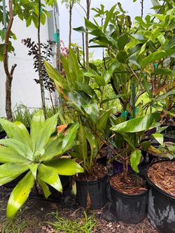 SPECIAL - Significant Discount If Multiple Purchased -  Various Fruit Plants $15-$100 Better Pricing For Multiple