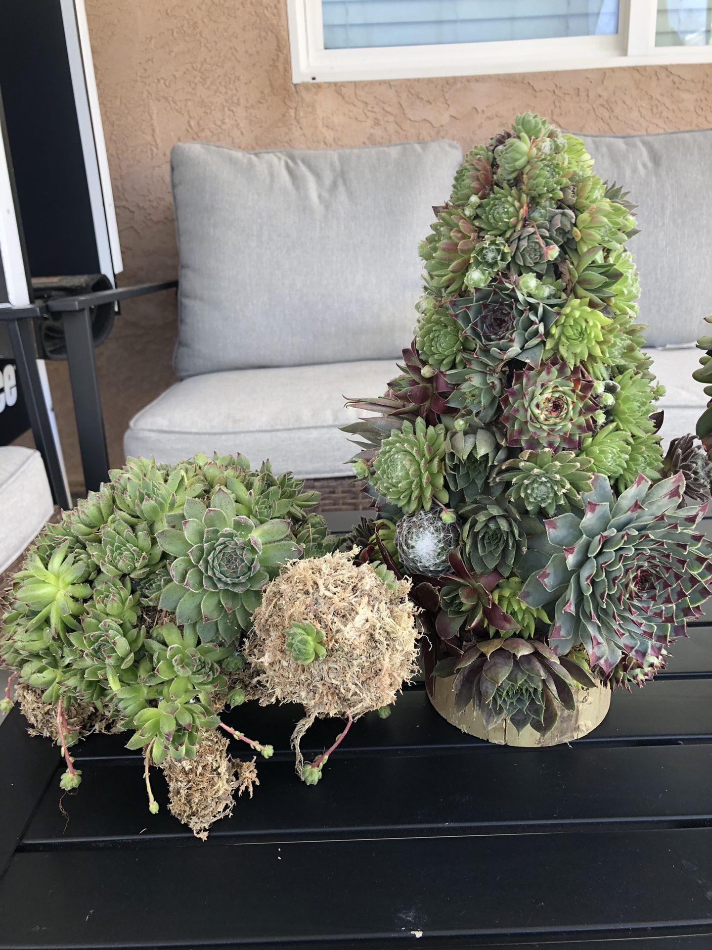 Sempervivum succulent topiary