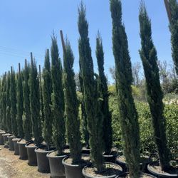 Italian Cypress 25gal 