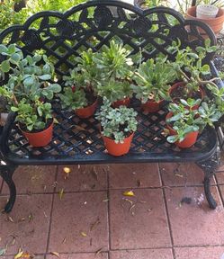 All these succulents/ todas estas plantas