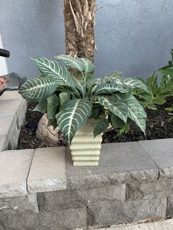 Artificial Plant