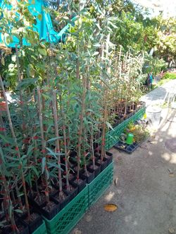 Eucalyptus Shade Tree - 3 ft