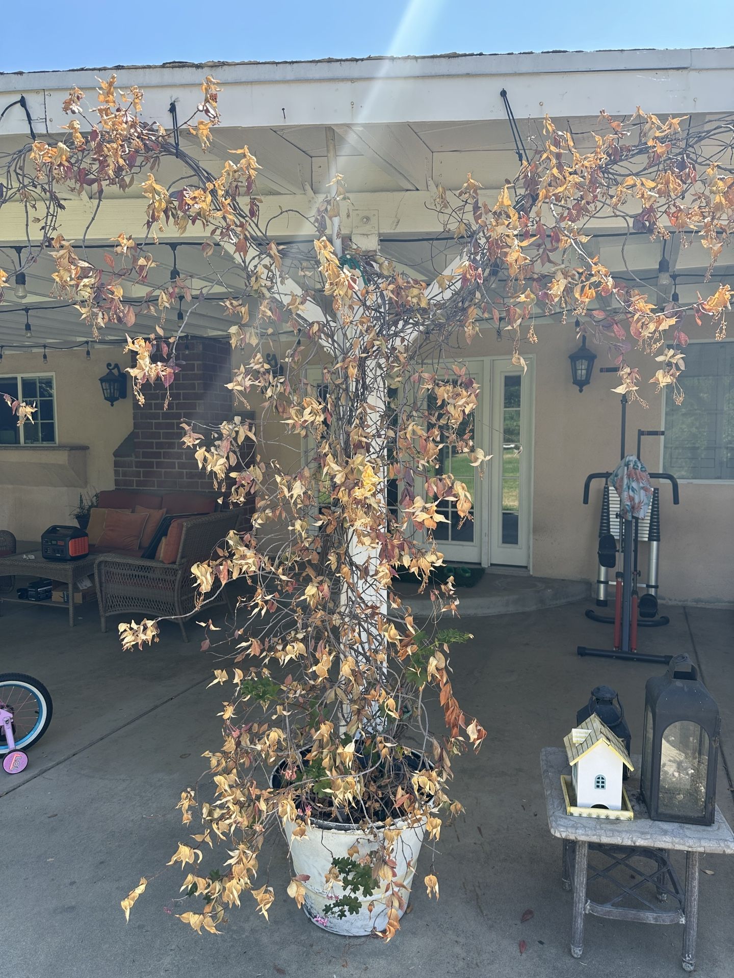 Bonsai