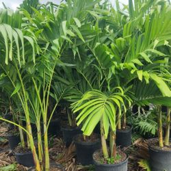 Spectacular Christmas Palms 6 Feet Tall!!! Fertilized 