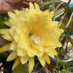 Epiphyllum Orchid Yellow Tang Starting Very Rooted Plant, In 6 Inch Pot. The Flower Is Only Sample From Mother Plant 