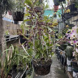 Dendrobium Anosmum (Phi điệp) Orchid Flower 