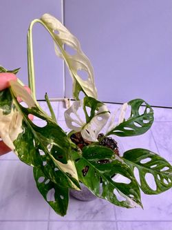 Monstera Albo Adansonii Plant - 5inch #14