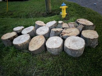 Free stumps great for firewood, garden decore ect