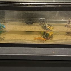 Free Fish Tank With 2 Yr Old Goldfish. 