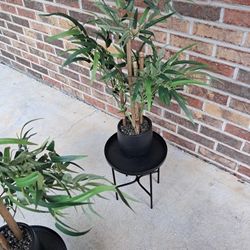 Three Bamboo Plants Plus 2 Plant Stands $30