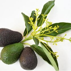Hass mexican Avocado Grafted Trees 🌳 arboles  de  Aguacate Mexicano Injertados 3gal