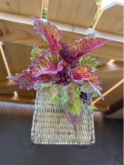 Coleus Indian summer plant
