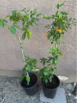Bearing Calamondin or Calamansi