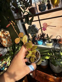 Hoya Collina ir26