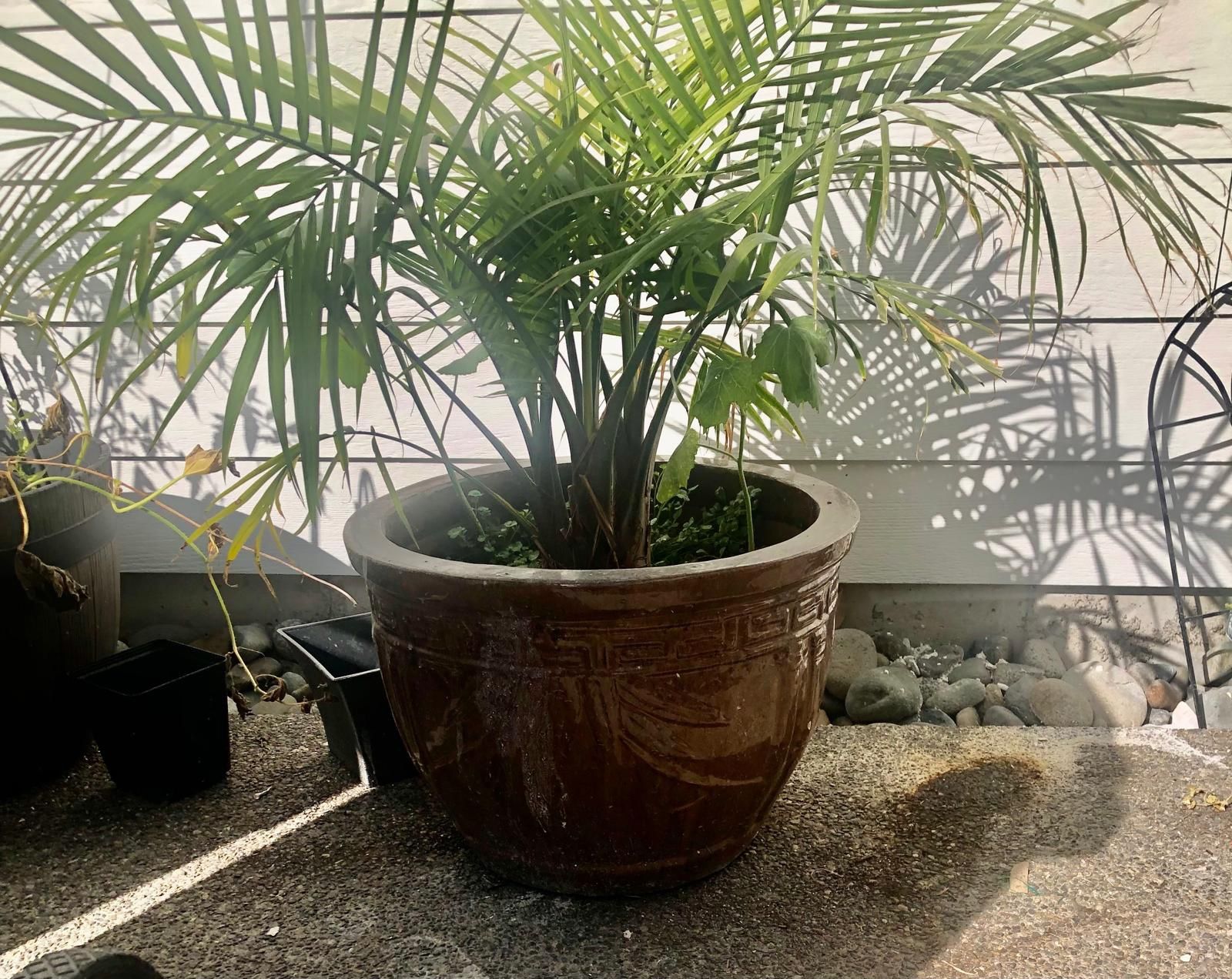 Potted Plant(real)