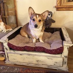 Dog Bed