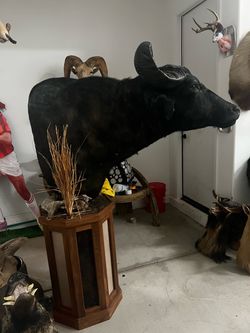 Taxidermy mancave mounts