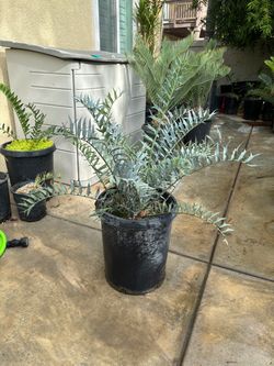 Encephalartos horridus blue cycad