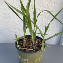 Rooted Sugarcane starts