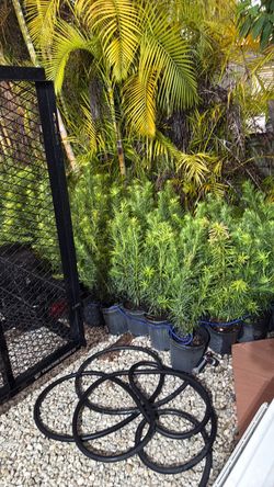 Poducarpus plants Davie