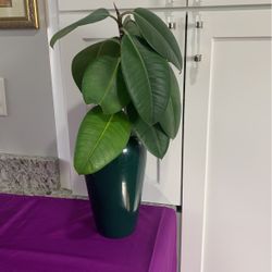 Planta 